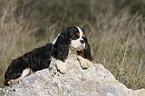 CAVALIER KING CHARLES 278